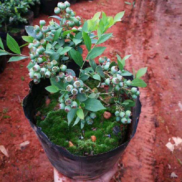 不同配方栽培基质对盆栽蓝莓生长的影响