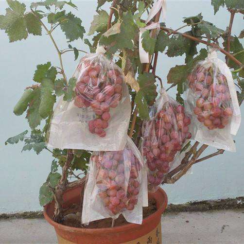 不同基质对盆栽葡萄生长指标的影响