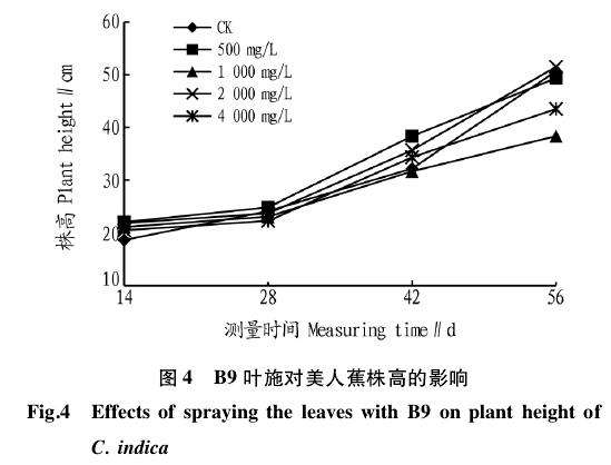 PP333对盆栽美人蕉冠幅的影响