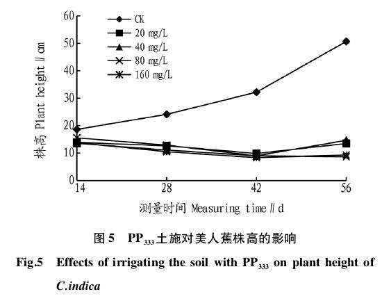 PP333对盆栽美人蕉冠幅的影响