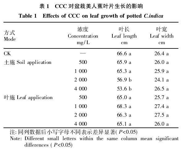 PP333对盆栽美人蕉叶片生长的影响