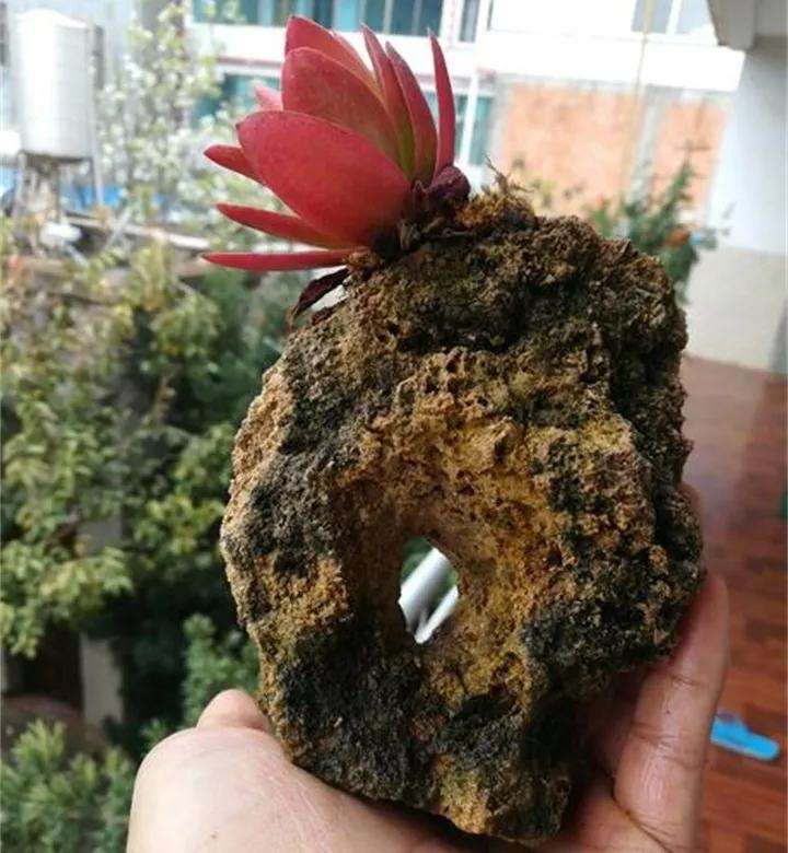 制作石头多肉植物的3个方法 图片