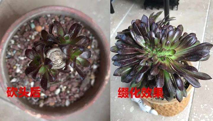 多肉植物怎么缀化的3个方法 图片