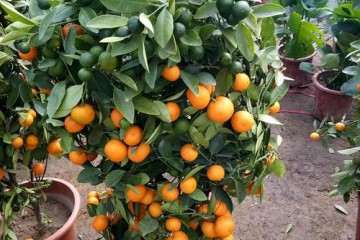 草铵膦对盆栽砂糖橘土壤微生物数量的影响