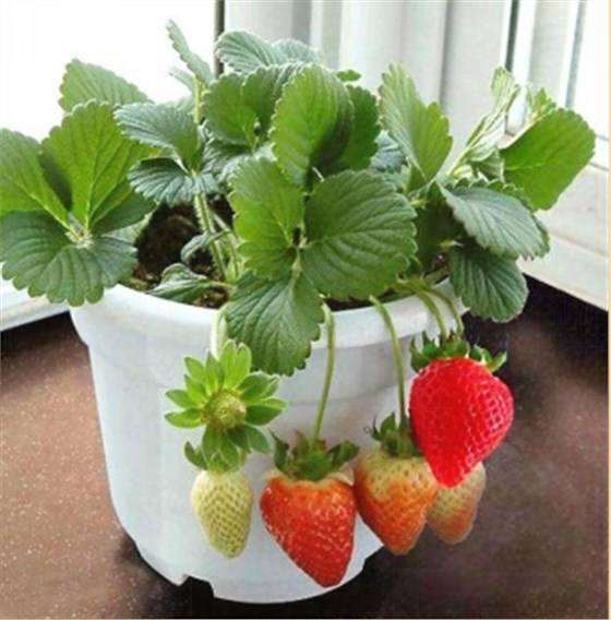草莓盆栽基质怎么配方筛选试验的简报