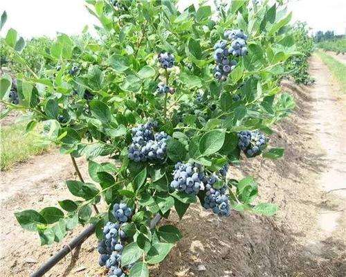 不同配方栽培对盆栽蓝莓有什么生长的影响