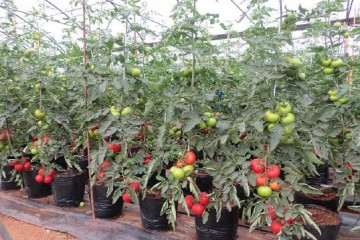 大番茄盆栽怎么整株搬运及管理 图片