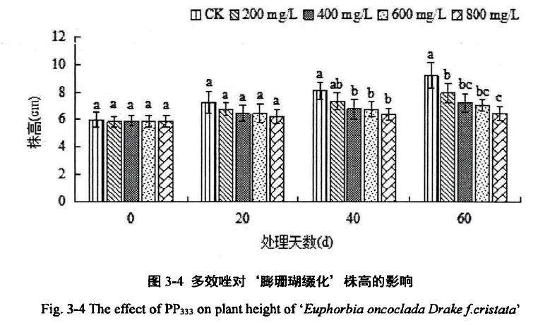 植物生长延缓剂对膨珊瑚多肉缀化株高的影响