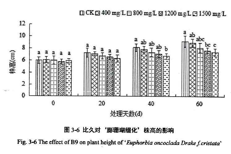 植物生长延缓剂对膨珊瑚多肉缀化株高的影响