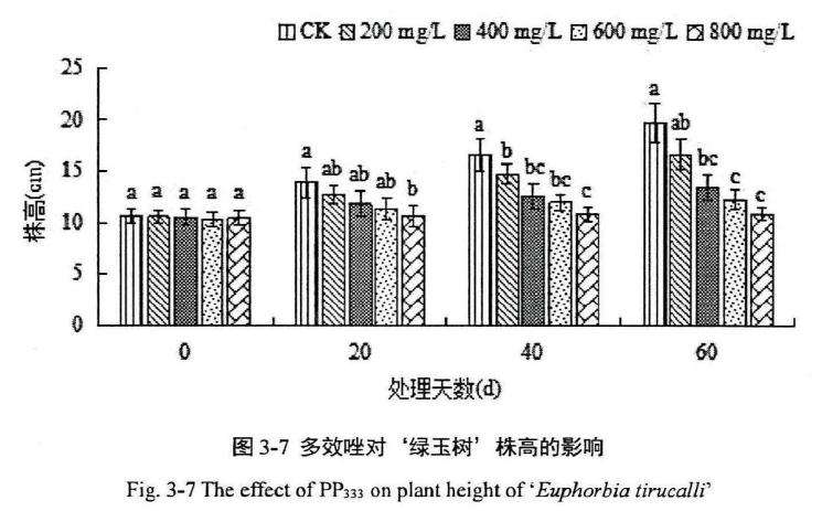 植物生长延缓剂对绿玉树多肉株高的影响