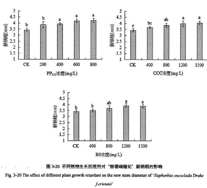 植物生长延缓剂对膨珊瑚多肉缀化新的影响