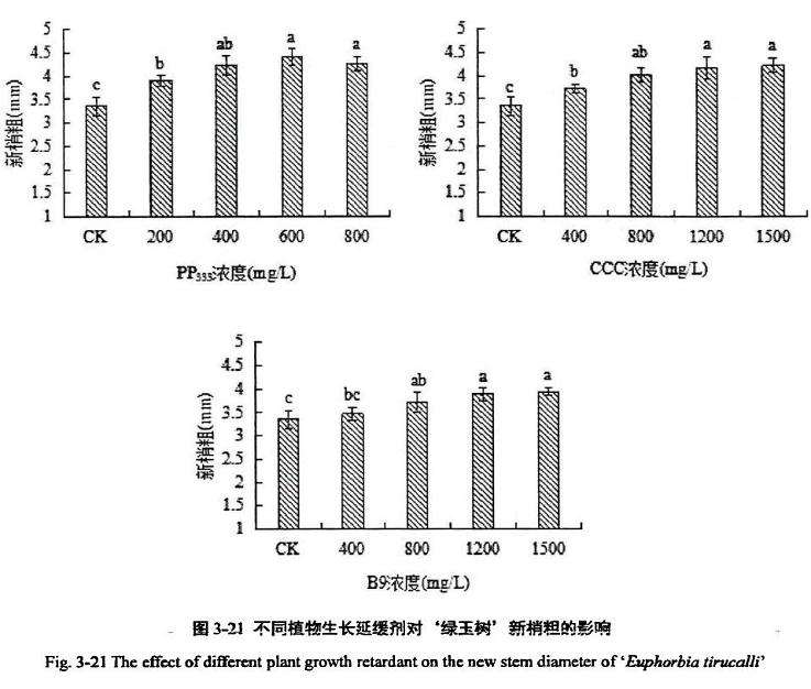 植物生长延缓剂对绿玉树多肉新梢粗的影响