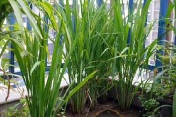 水稻盆栽成熟期土壤中镉形态分布 图片