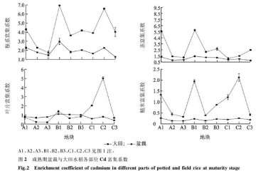 栽培成熟期Cd在水稻各部位的富集系数