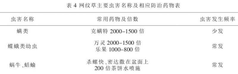 网纹草盆栽怎么病虫害管理的方法 图片