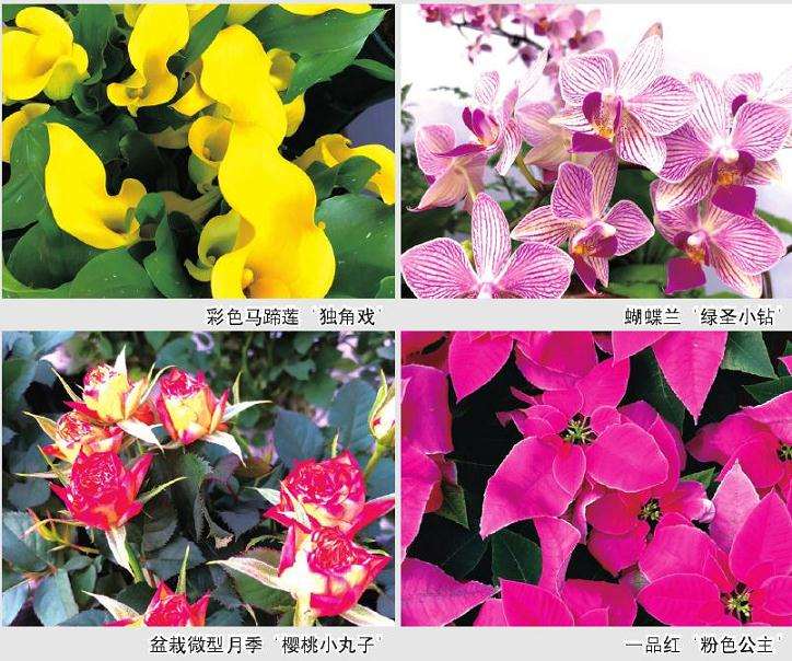 第18届青州花卉盆栽博览交易会举办