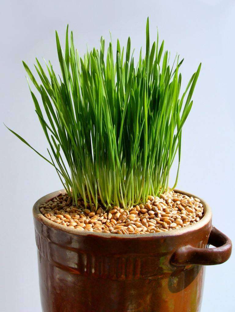 改性凹凸棒土添加对盆栽小麦植株重金属的影响