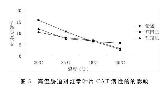 不同高温对盆栽红掌叶片CAT活性的影响