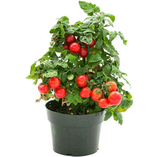 图解 番茄盆栽怎么上盆定植的方法