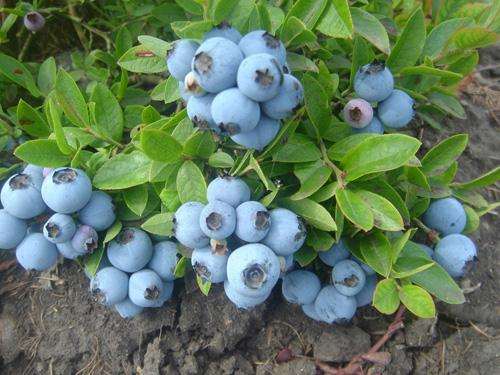 寒地蓝莓盆栽的品种有哪些 图片