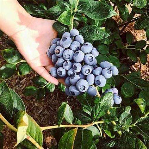 盆栽蓝莓怎么容器选择的方法 图片