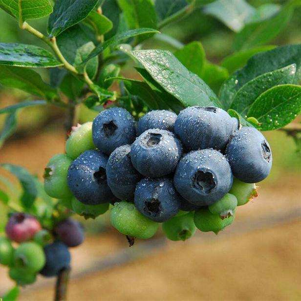 蓝莓盆栽怎么上盆定植的方法 图片