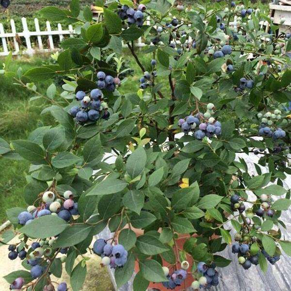 蓝莓盆栽怎么水分管理的方法 图片