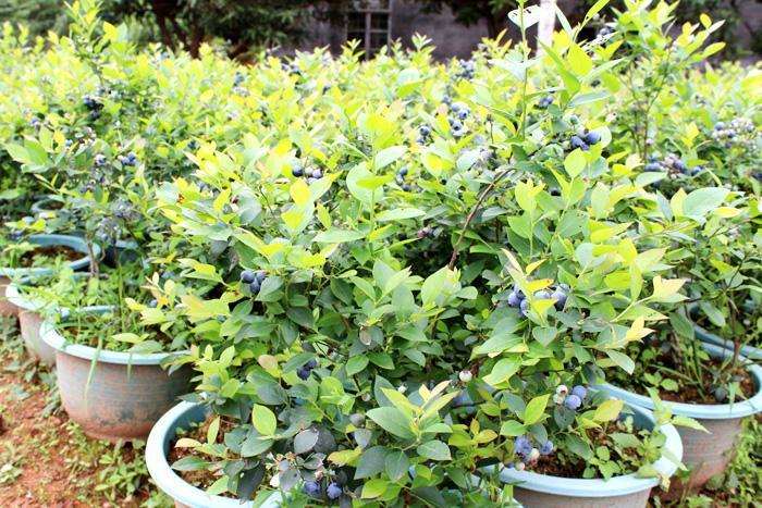 盆栽蓝莓怎么施肥的方法 图片