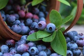 蓝莓盆栽怎么病虫害防治的方法 图片