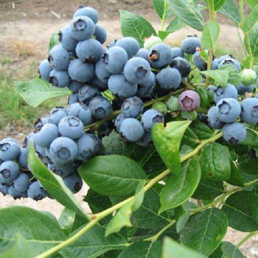 盆栽蓝莓怎么越冬管理的方法 图片