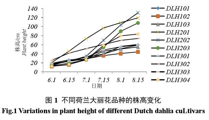 不同荷兰大丽花盆栽品种生长动态的调查
