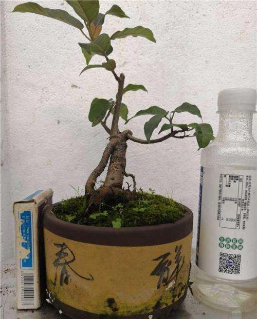 黄葛树盆栽怎么播种繁殖的方法 图片