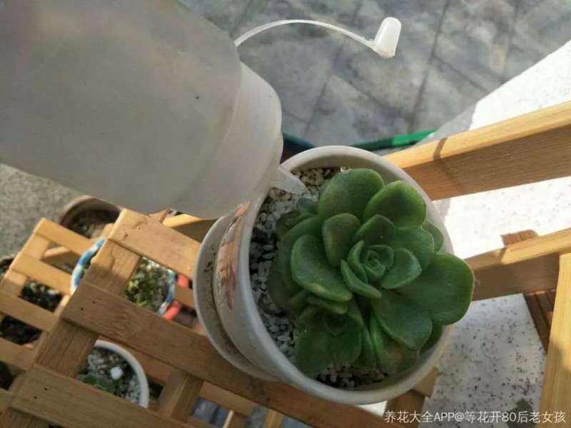 多肉植物怎么正确浇水的3个方法 图片