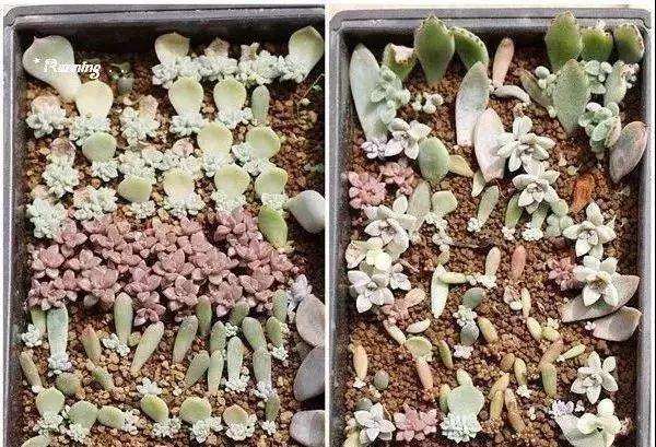 多肉植物怎么正确浇水的3个方法 图片