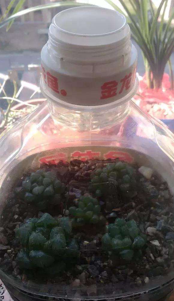 油桶怎么种多肉植物的方法 图片