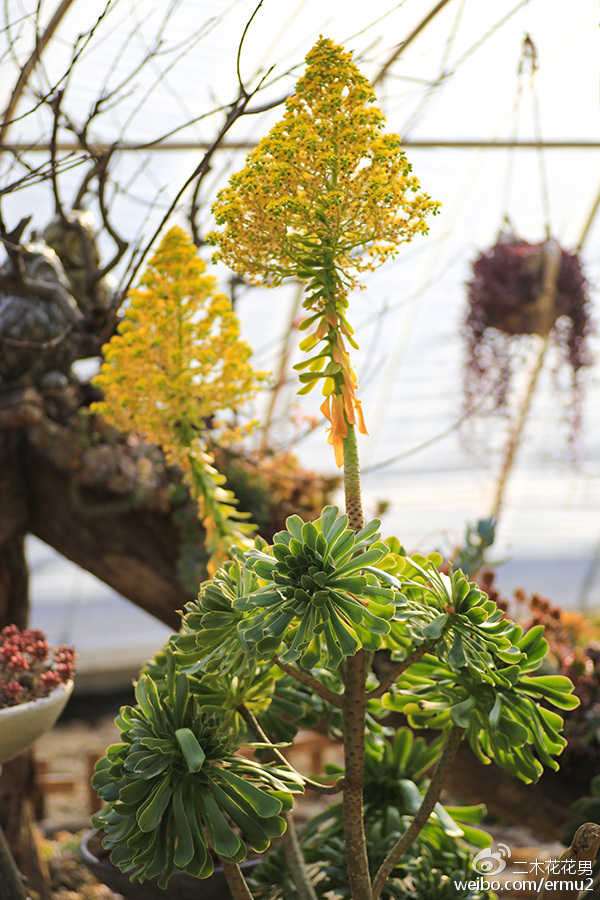 多肉植物开花后会死吗 图片