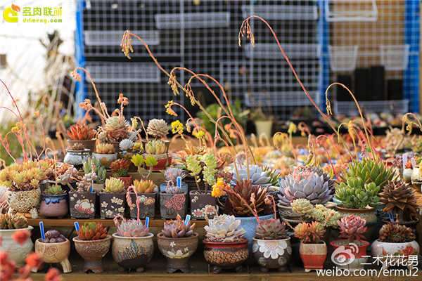 多肉植物开花后会死吗 图片