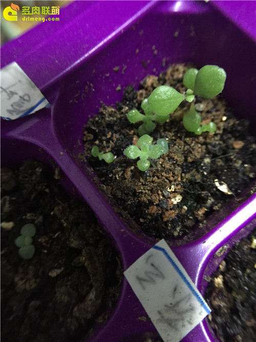 多肉植物怎么播种闷养的方法 图片