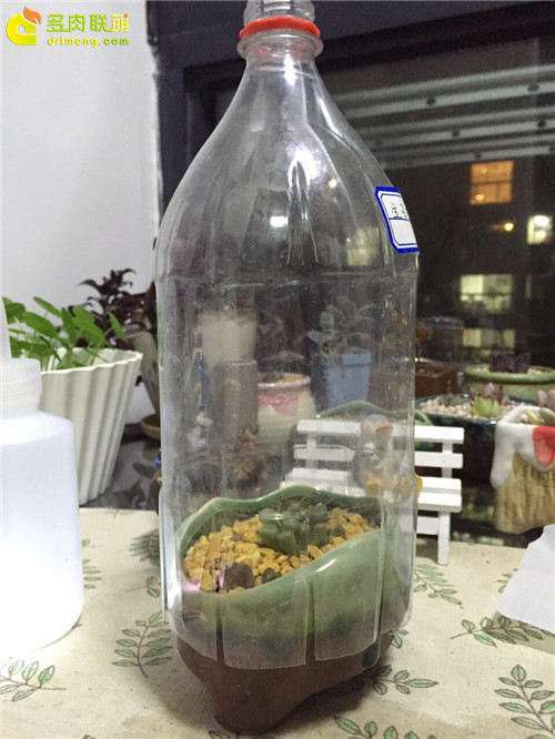 多肉植物怎么播种闷养的方法 图片