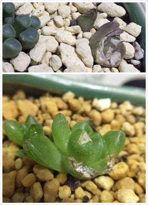 多肉植物怎么播种闷养的方法 图片