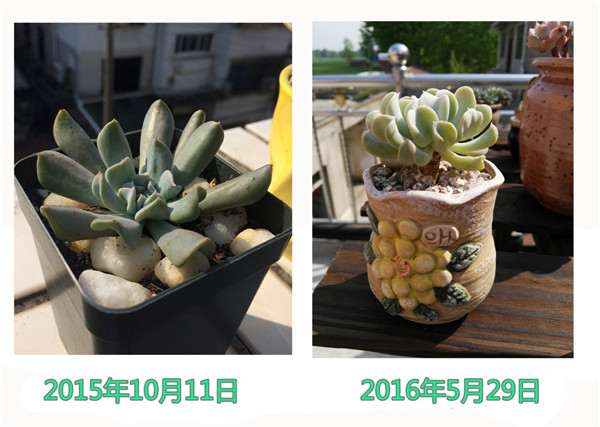 图解 多肉植物1年的生长变化 很大