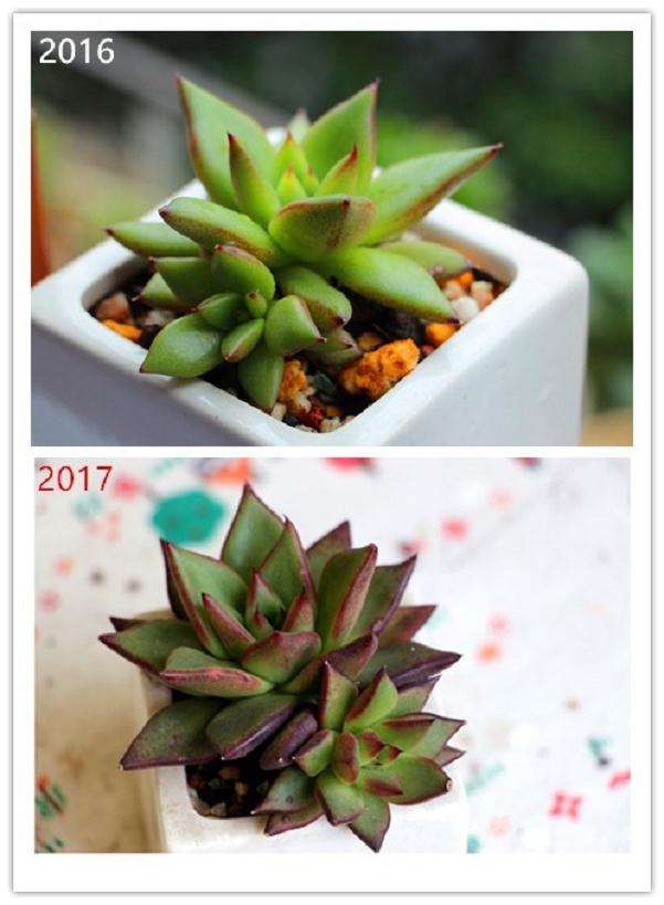 多肉植物1年的前后对比图