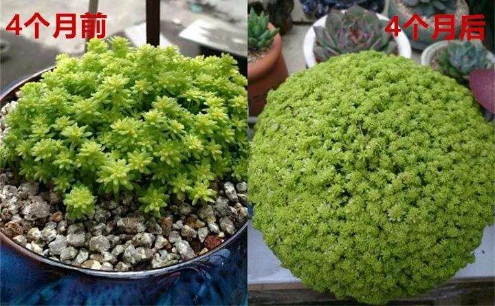 多肉怎么分株