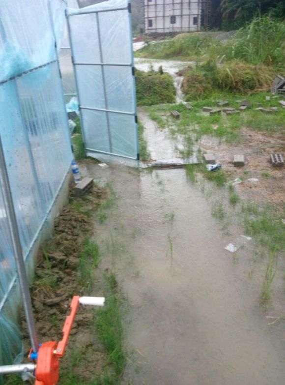 我搭建的多肉大棚被雨水冲成这样了