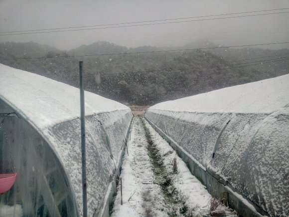 多肉大棚下雪了