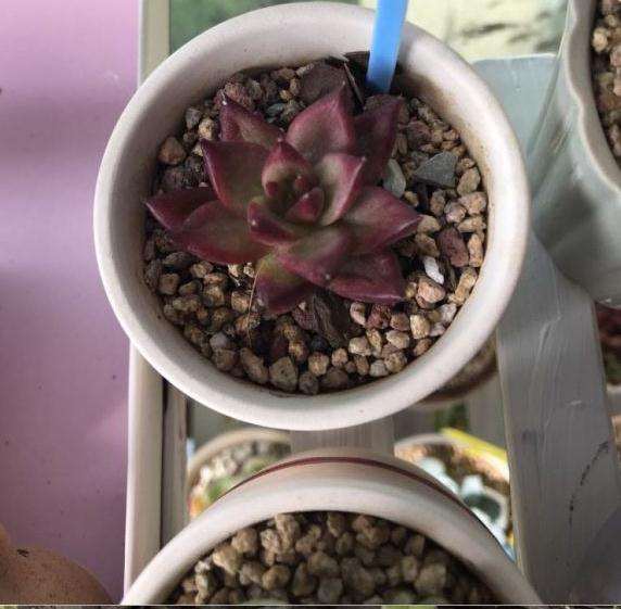 株洲多肉大棚
