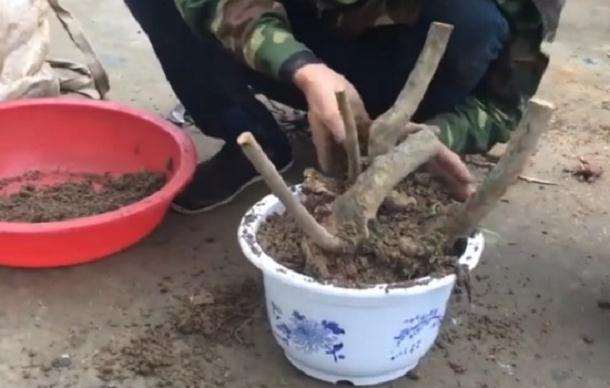 映山红下山桩最好采挖季节是什么时候