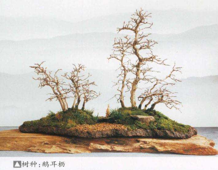 史佩元盆景作品展在苏州本色美术馆举行