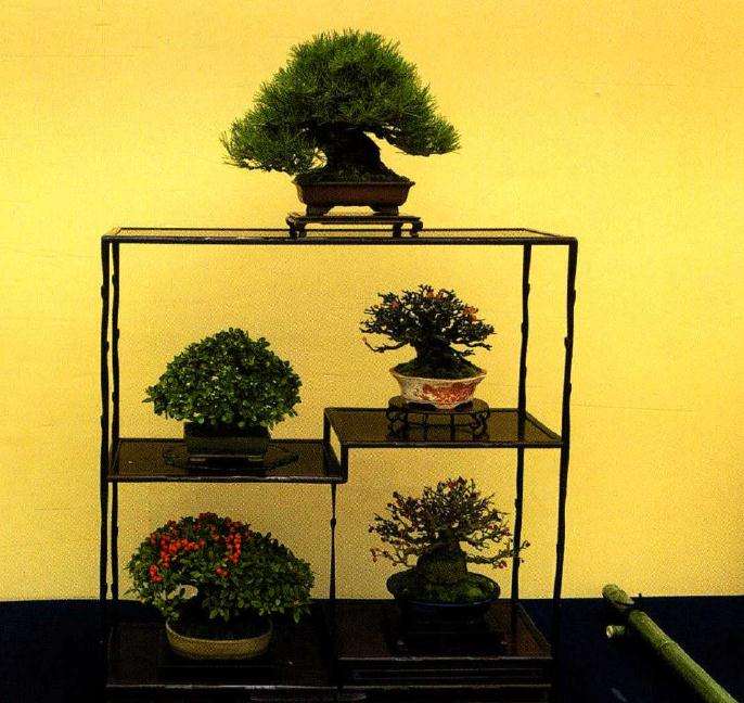 第39届日本盆栽大观展在京都举办