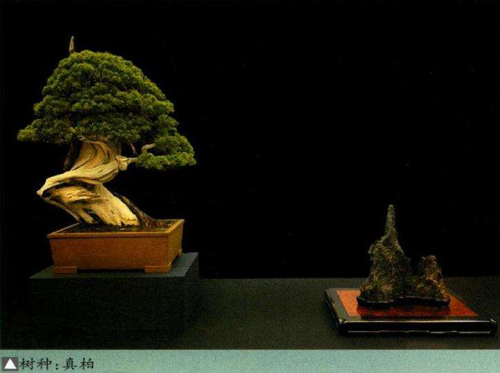 第39届日本盆栽大观展在京都举办